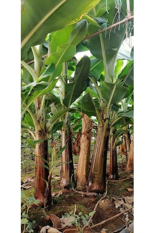 Açık Kök Muz Fidanı 150 - 200 CM Açık Kök Muz Fidanı 150 - 200 CM