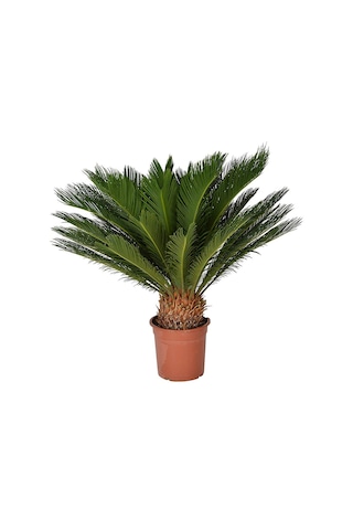 Cycas Tohumu 3 Tohum Sikas Tohumu + Tohum