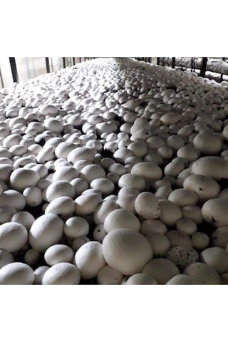 15.000 Adet Beyaz Şapkalı Kültür Mantarı Tohumu