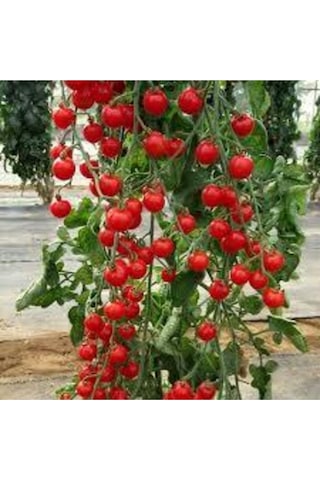 100 Adet Tohum Süper Paket Sırık Domates Tohumu Sırık Domates Süpriz Hediye Sebze Tohum
