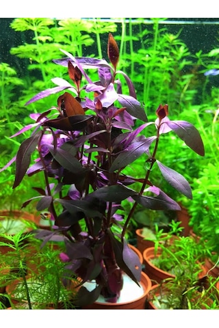 Alternanthera Sessilis Akvaryum Bitkisi Canlı Bitki 5 Dal