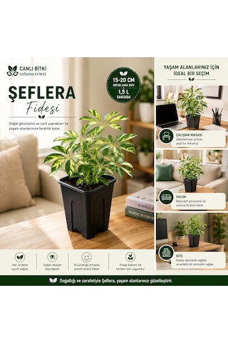 Alacalı Şeflera Fidesi 15-20 Cm 1,5 L Saksıda Canlı İç Mekan Bitkisi