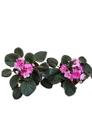 2 Adet İthal Menekşe Pembe Renk