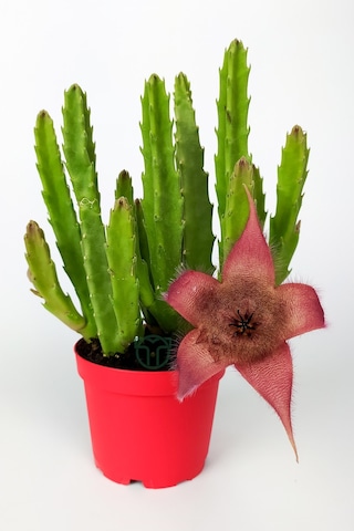 Leş Kaktüsü Stapelia Grandiflora Büyük Boy 8.5 cm Kırmızı Saksıda