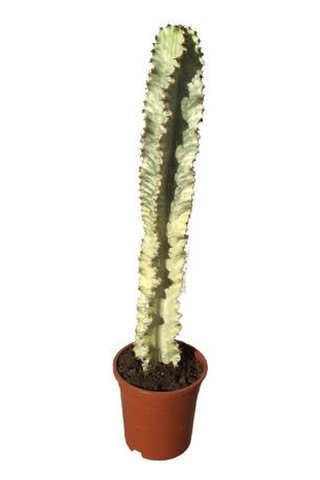 Euphorbia İngens Variegata -şamdan Ağacı 80-100 Cm