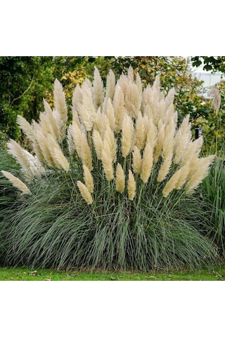 Stipa Pampas Otu Fidanı 40 Cm 1-2 Yaş Arası Tüplü