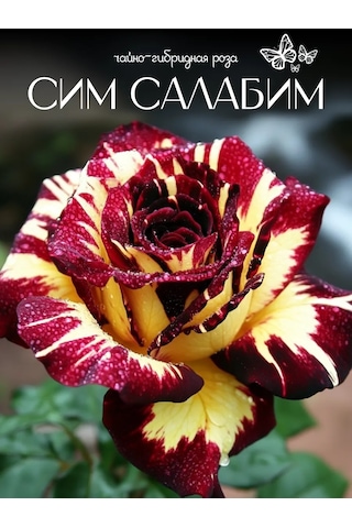 Sim Salabim Gül Fidanı