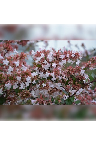 Abelya-büyük Çiçekli Kelebek Çalısı Abelia Grandiflora 20-40 Cm