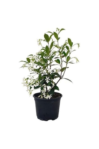 Arap Yasemini Çiçeği 1adet Saksılı 30-50cm+ful Yasemin 30-60cm Kokulu Bahçe Seti