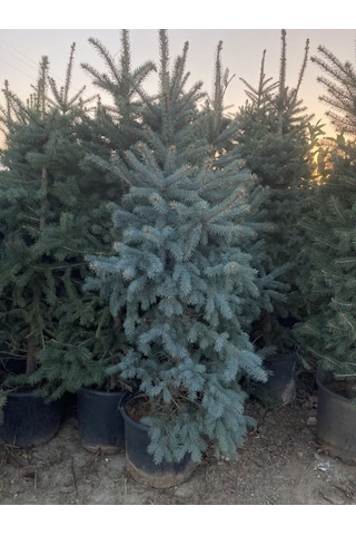 Mavi Ladin (Yılbaşı Çamı) Fidanı 160-200 CM
