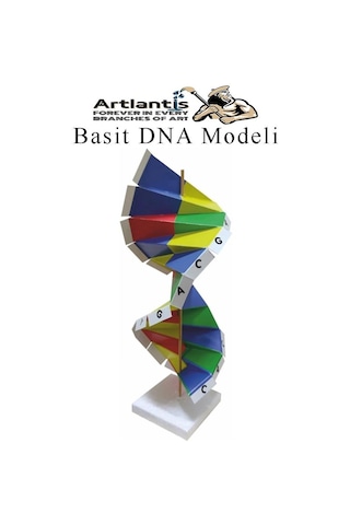 Dna Modeli 1 Paket Kartondan Dna Yapım Seti Dna Sarmalı Deney Yapım Seti Okul Materyali Fen Bilimleri