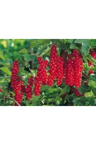 10 Adet Tohum Nadir Bulunan Gileboru Gilaboru Girebolu Bitki Tohu