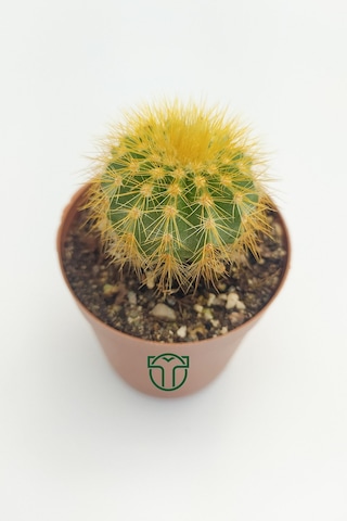 Notocactus Leninghausii 5.5 Cm Saksıda