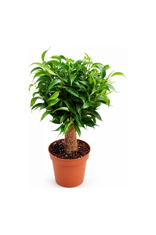 Bonsai Ficus Benjamin Hasır Gövdeli
