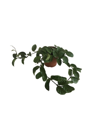 Hoya Compacta '' Hindu Rope'' Mum Çiçeği 80-90 Cm