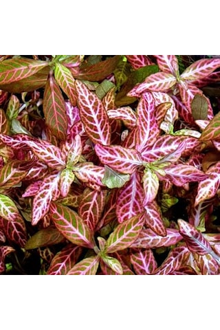 Ayrex Hygrophila Polysperma Rosanervig Kolay Akvaryum Zemin Bitkisi Canlı Akvaryum Bitkisi