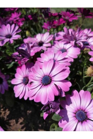 Videolu Mor 1 Adet Bodrum Papatyası Saksılı 35-55cm Purple Bodrum Daisy