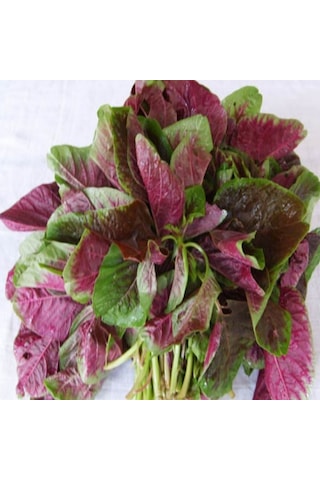 Ata Tohum Geleneksel Şifa Deposu Kırmızı Amarant Sebzesi Tohumu 50 Tohum