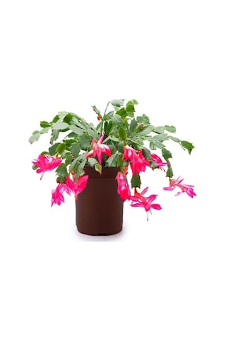 Videolu 1 Adet Pembe Yılbaşı Çiçeği 20-30 Cm Tüplü Çiçekli Bodur Bitkiler Zygocactus