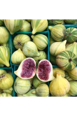 Bahçevilya Sarı-yeşil Çizgili Çilek Aromalı İncir Ağacı Fidanı