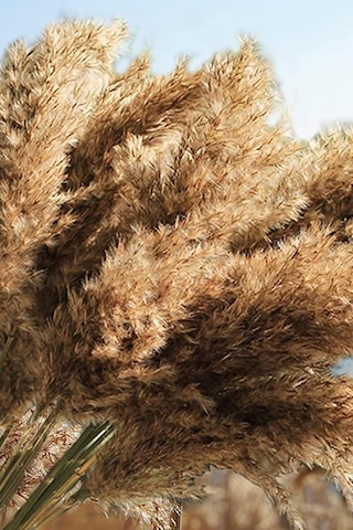 Alyones 10 Adet Kurutulmuş Pampas Otu, 100 Cm Boyunda Pampas Otu Görkemli Otu Kabarık Pampas Otu Diğer