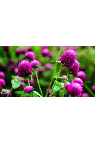 Hanım Düğmesi Tohumu 30 Adet