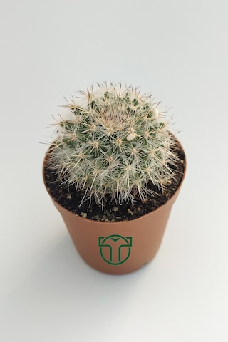 Mammillaria Hahniana Nadir Tür Kaktüs 5.5 Cm Saksida