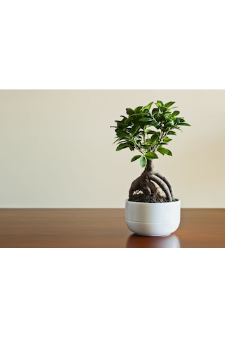 Ficus Ginseng Bonsai