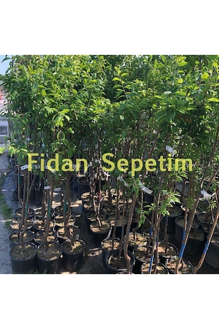 3 Yaş Aşılı Papaz Erik Fidanı Yarı Bodur