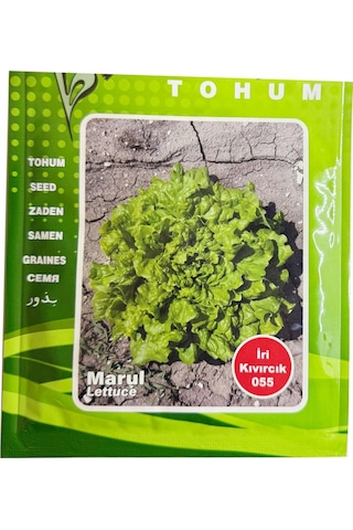 İri Kıvırcık Marul Tohumu İri Kıvırcık 055 İlaçlı Marul Tohumu 10 Gram