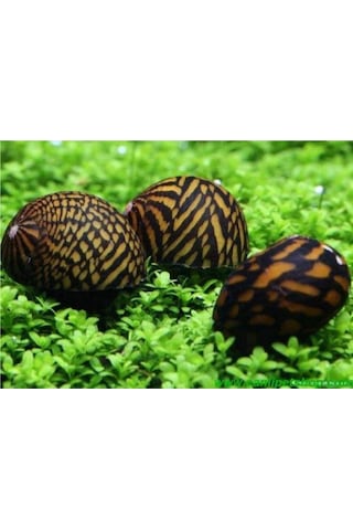 Nerite Salyangoz Tiger 1 Adet 1-3 Cm