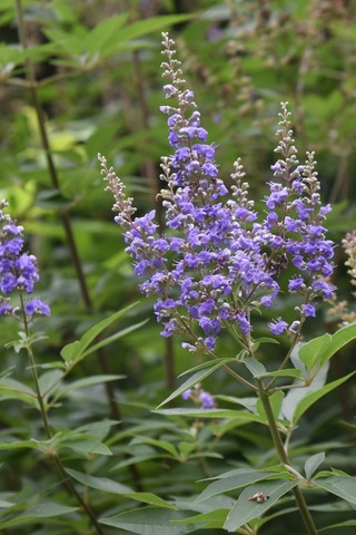 Hayıt Sirkesi 250 Ml- Doğal Fermantasyon Hayıt Tentürü