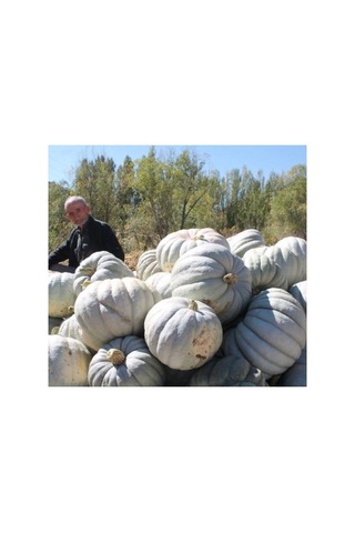 Kış Kabak Tohumu - 10 Gram