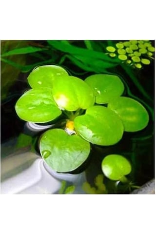 1 Adet Havuz Bitkisi - Frogbit Su Üstü Bitkisi -