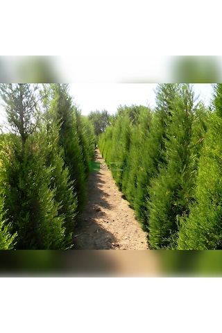 Leylandi Melez Servi Cupressus Leylandii 100-150 Cm Boyunda
