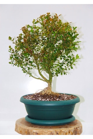 BONSAİ BUXUS - 7 YAŞINDA HEDİYELİK BONSAİ