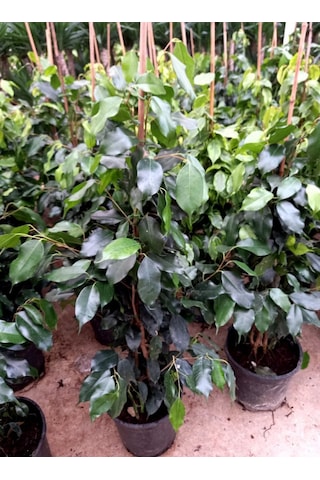Ficus Benjamin -  Salon - Ofis Bitkisi