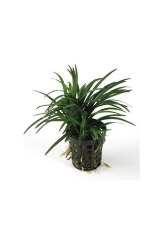 Japonica Saksı Canlı Bitki P122 Diğer