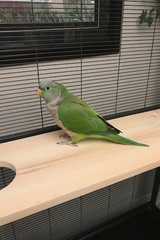 Kurutulmuş Çam Ahşap Chinchilla Platformu 90 15 28 9, Montaj Aparatlı