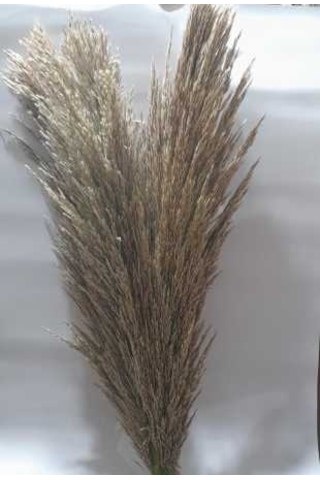 Pampas 3 Adet