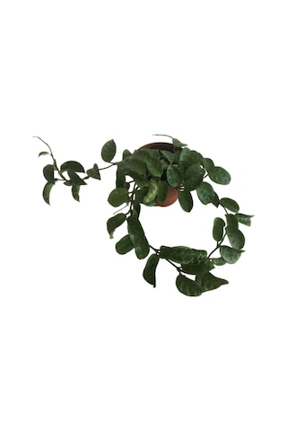 Hoya Compacta '' Hindu Rope'' Mum Çiçeği 80-90 Cm