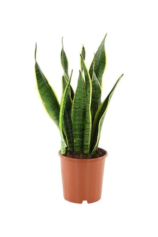Paşa Kılıcı Çiçeği Sanseveria 50-60 Cm