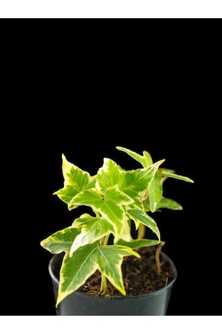 Mini Beyaz Alacalı Hedera Helix Sarmaşığı 15-25 Cm Saksıda Dış Mekan Sarmaşık Hedera Helix