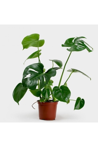 Deve Tabanı Bitkisi 40-50cm Monstera Deliciosa