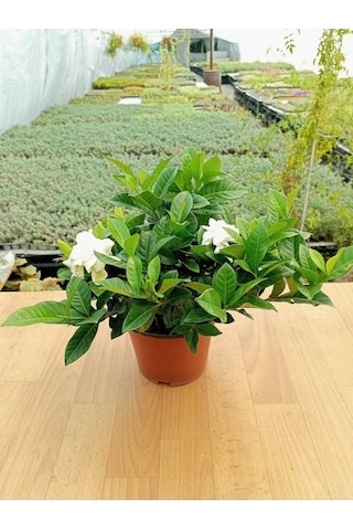 Gardenya Çiçeği Gardenia Jasminoides Fidanı 10-20 Cm