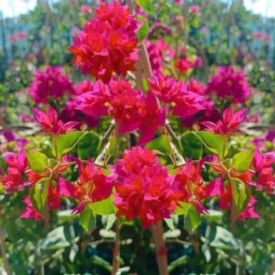 Katmerli Pembe Begonvil Fidanı Begonvil Sarmaşığı 50-70 Cm