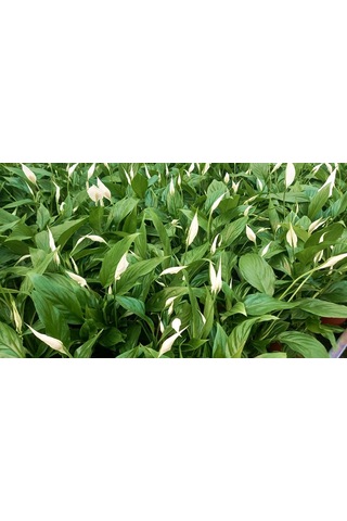 Barış Çiçeği Spathiphyllum 60+ Cm -  Salon Ofis Bitkisi 2733