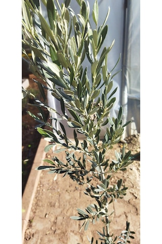 Gemlik Zeytin Fidanı