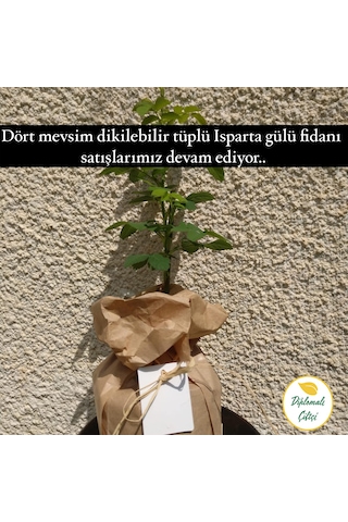 Gül Fidanı Gül Fidesi Isparta Gülü Fidanı Isparta Gülü Fidesi
