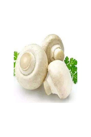 1 Gr Kültür Mantarı Tohumu Miseli